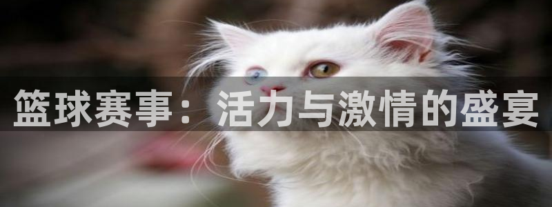 篮球赛事：活力与激情的盛宴