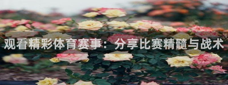 观看精彩体育赛事：分享比赛精髓与战术